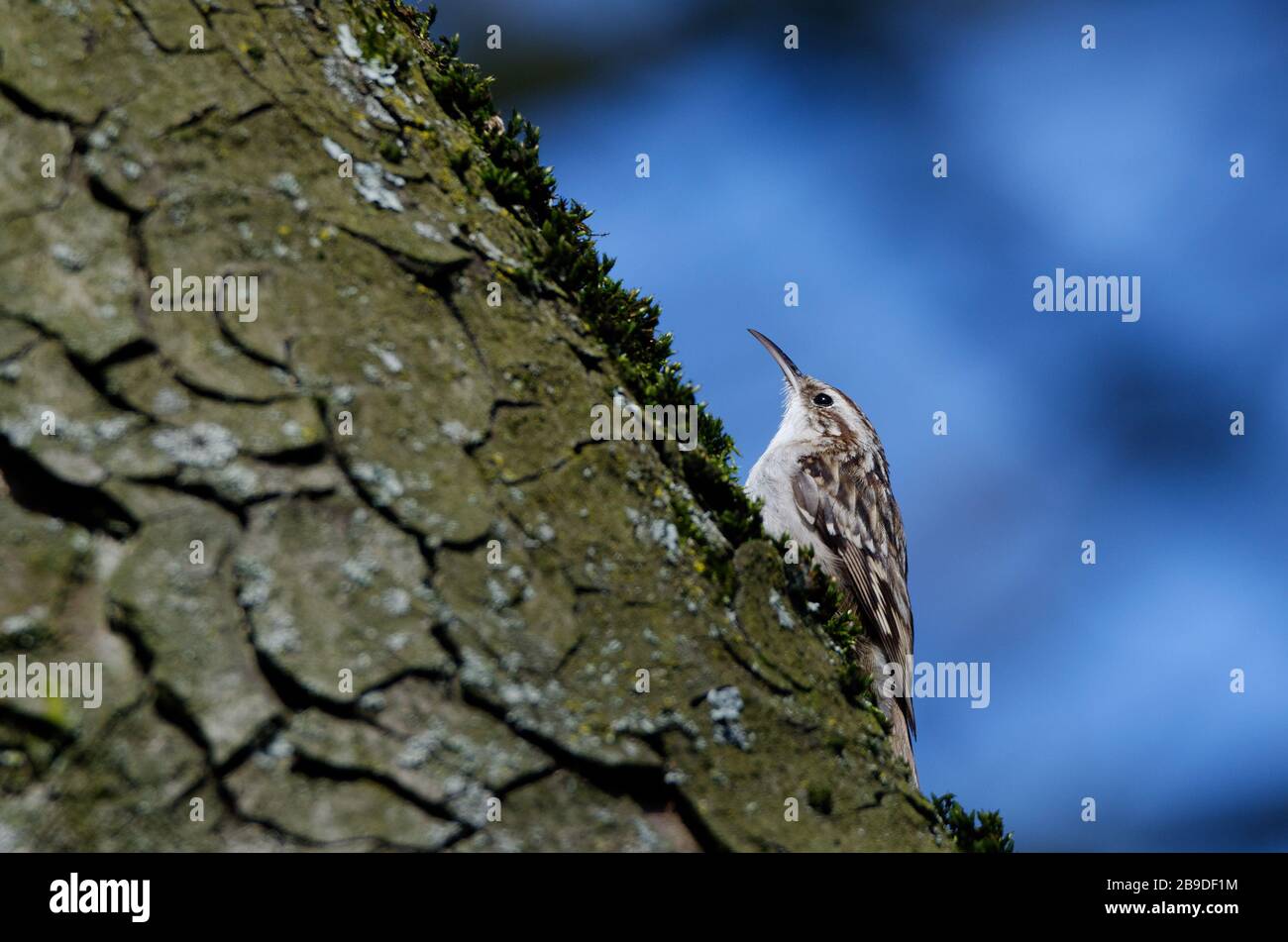 Certhiidae un treecreeper seduto su un tronco di albero su uno sfondo blu sfocato Foto Stock