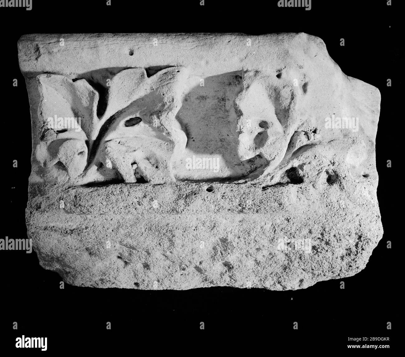 FRAMMENTO DI UNA DECORAZIONE CORNICI FOGLI FIGUIER, DA SCONOSCIUTO, XIII SECOLO (CAT. 212) Anonyme. Fragment de corniches à décor de feuilles de figuier, provenienza inconnue, XIII e siècle (Cat. 212). Pierre. Parigi, musée Carnavalet. Foto Stock