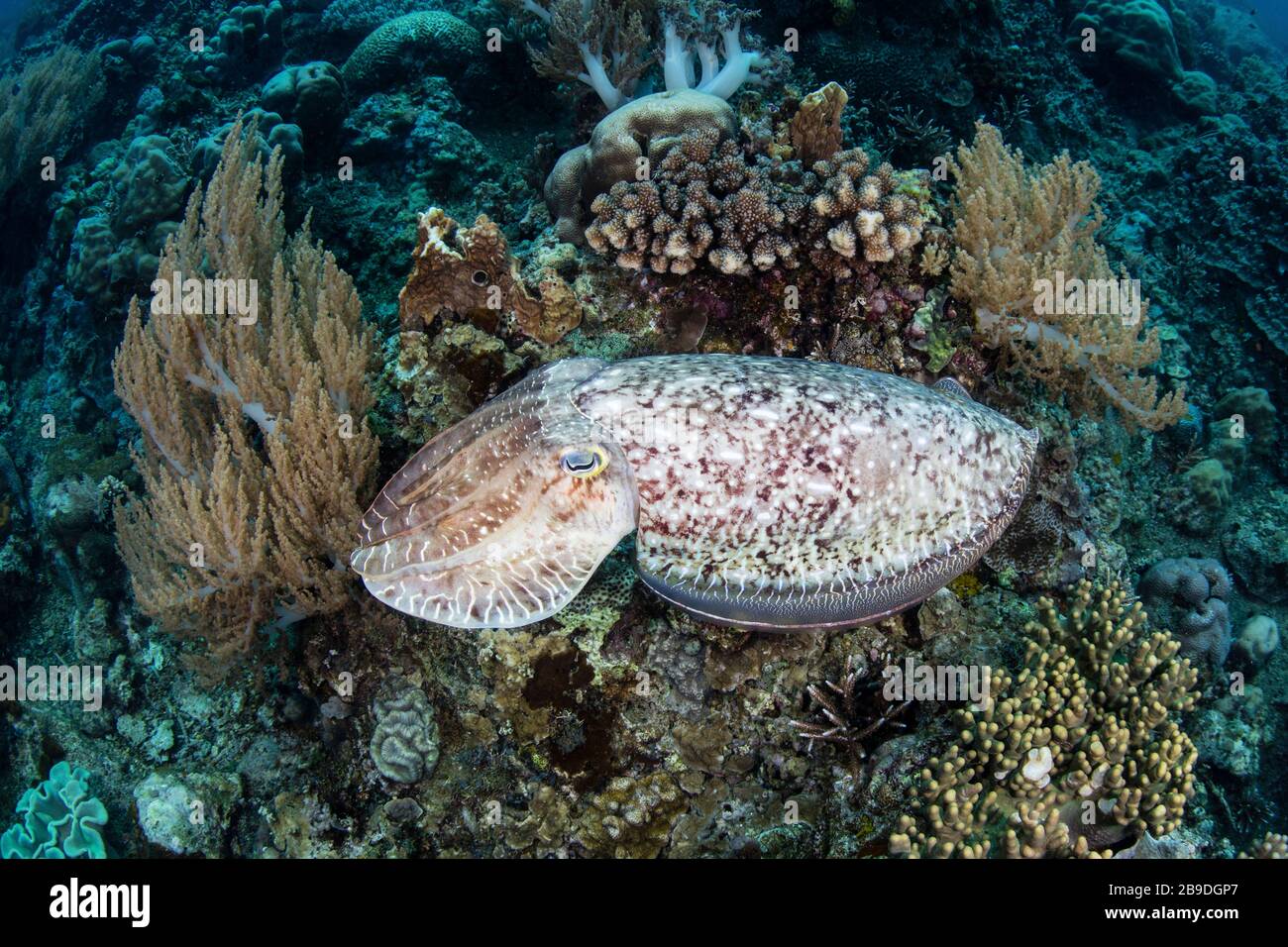 Seppie di un grande club, Sepia latimanus, nel Mare dei banda indonesiano. Foto Stock