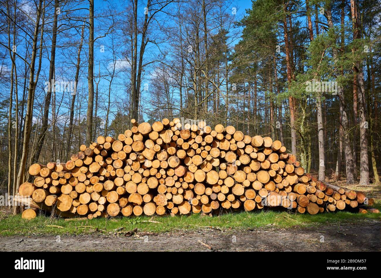 Mucchio di legno in una foresta in una giornata di sole. Foto Stock