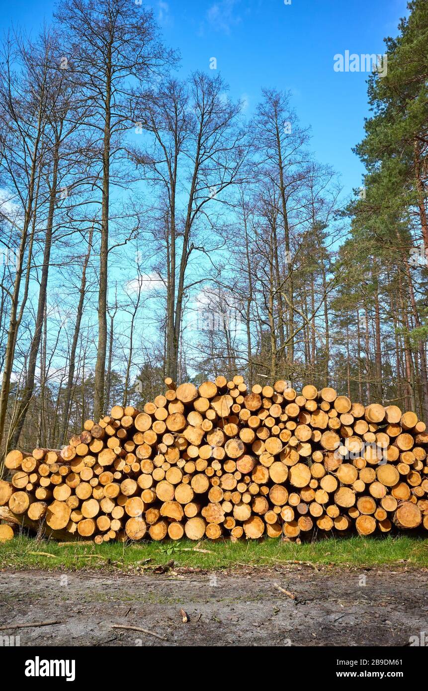 Mucchio di legno in una foresta in una giornata di sole. Foto Stock