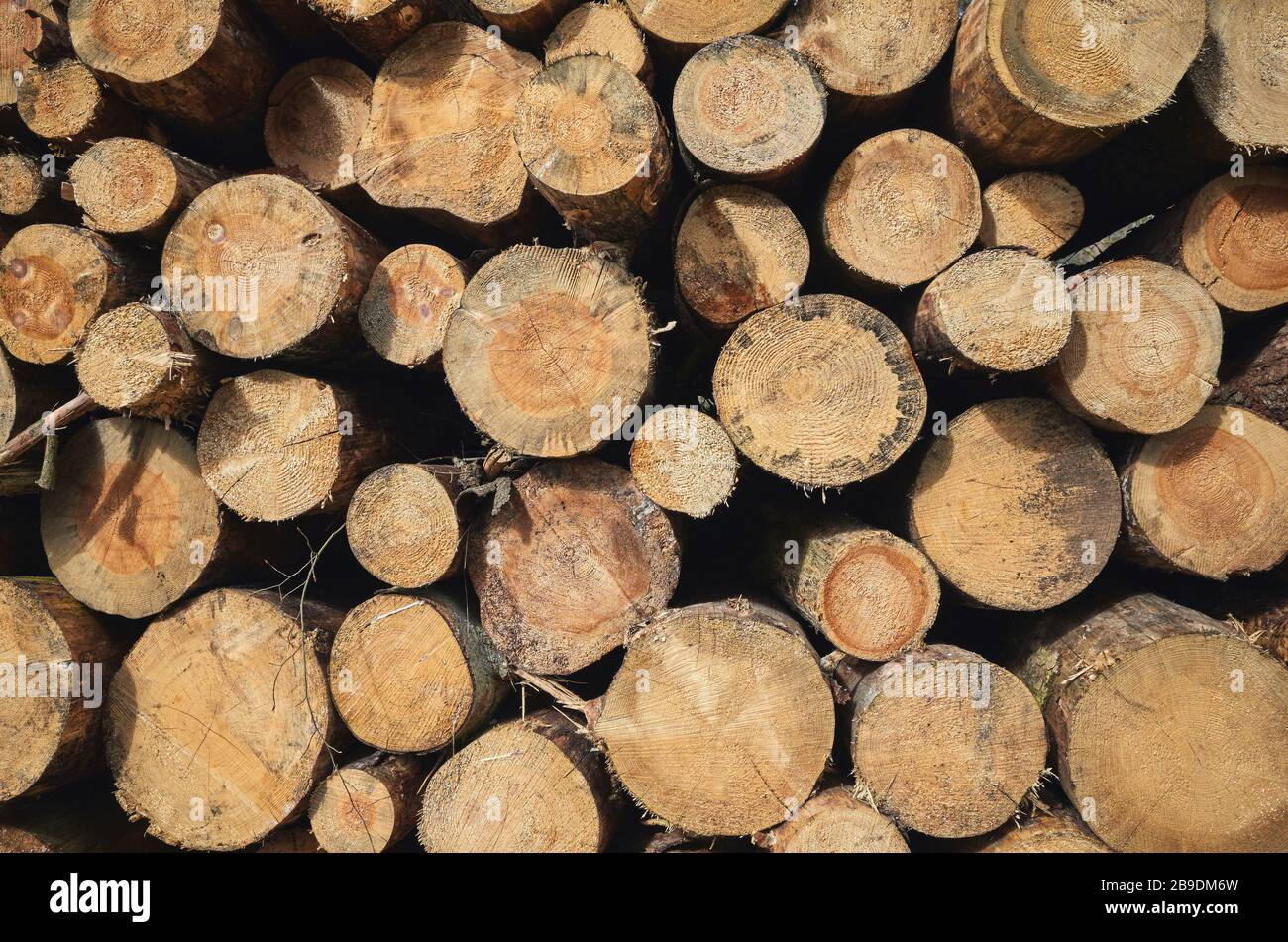 Immagine ravvicinata dei registri ad albero impilati. Foto Stock