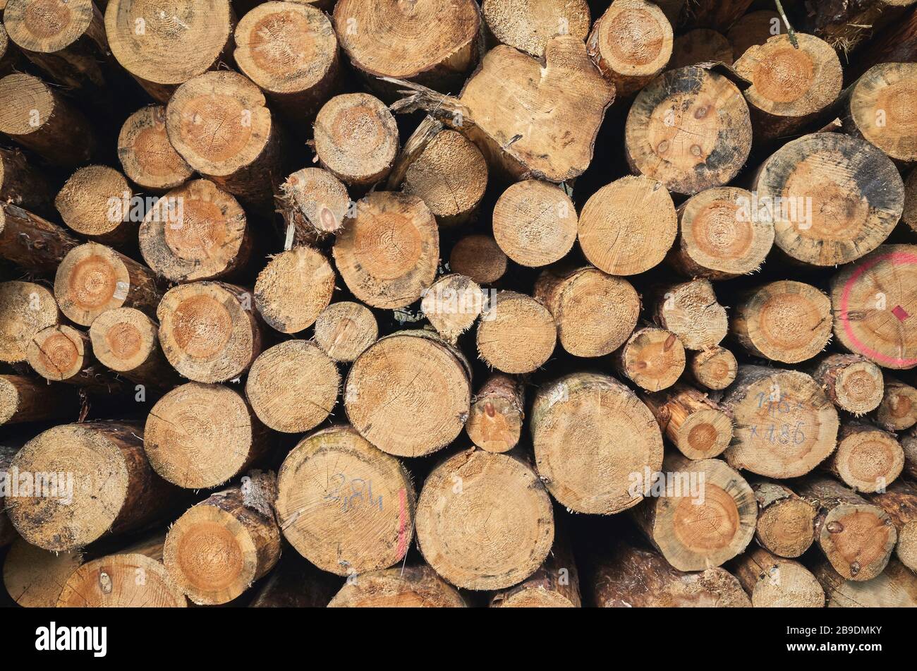 Immagine ravvicinata dei registri ad albero impilati. Foto Stock