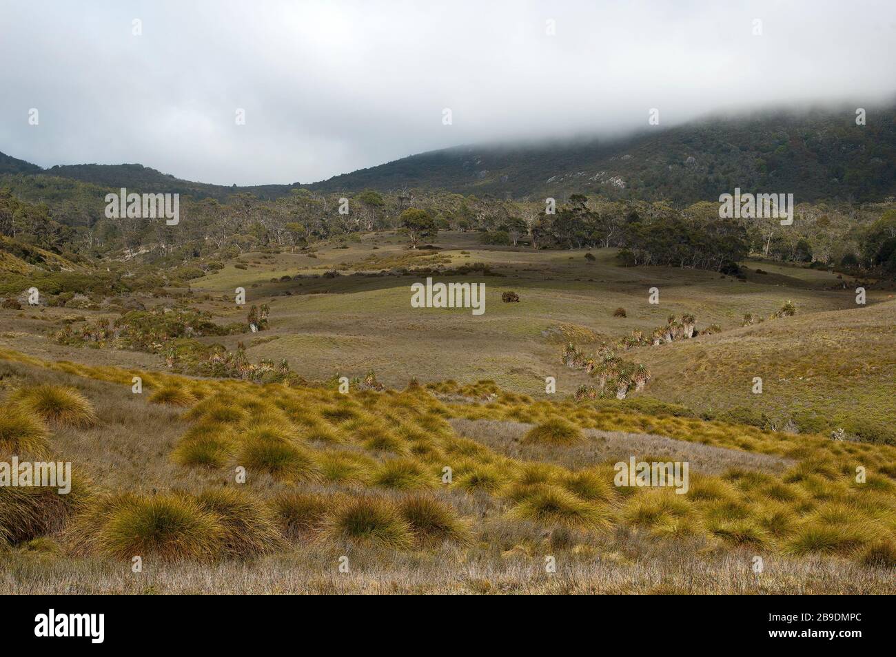 Culla montagna Tasmania, vista attraverso i prati sub-alpini con grumi di erba di campo Foto Stock