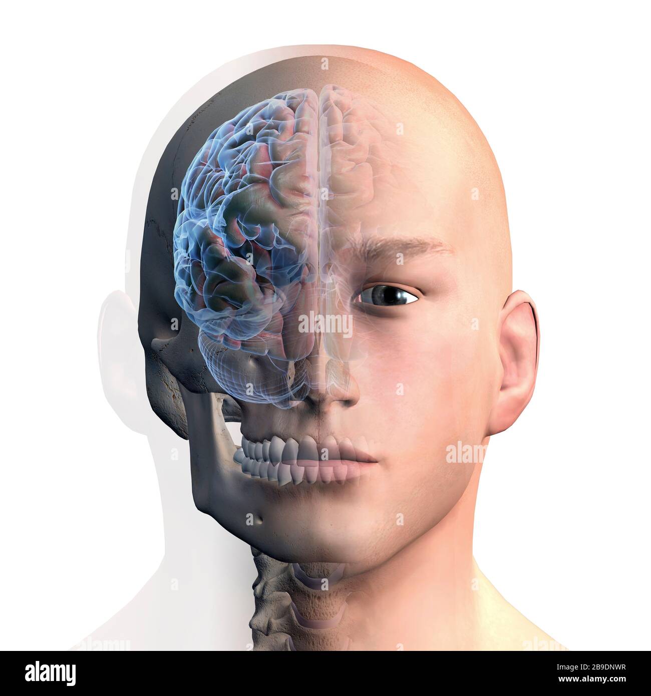 Rendering 3D della testa e del cervello umano su sfondo bianco. Foto Stock