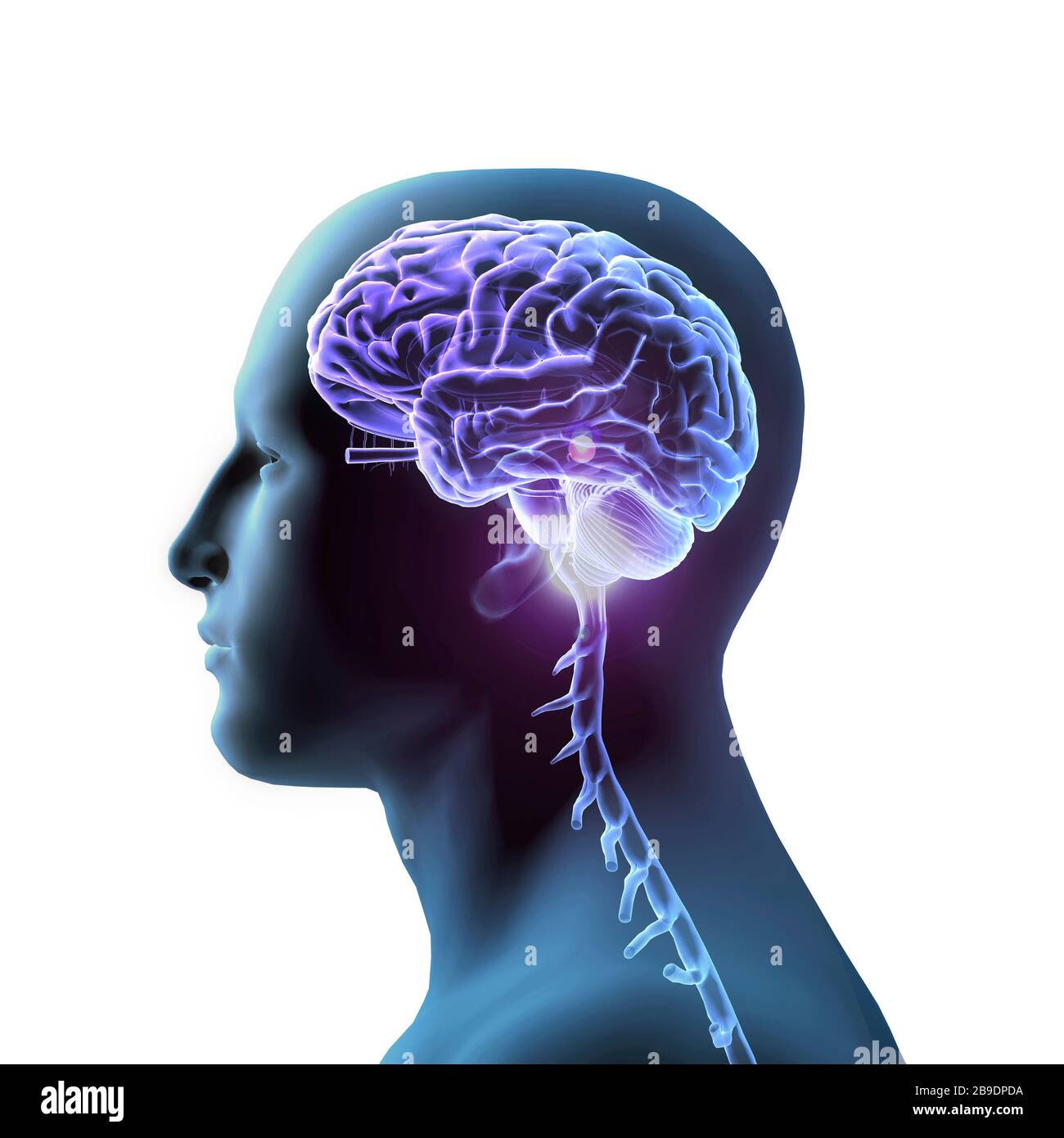 Vista laterale di manâ€™con cervello e cranio illuminati, sfondo bianco. Foto Stock