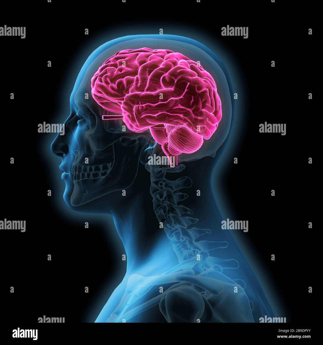 Rappresentazione 3D del profilo dell'uomo con cranio e cervello rosso isolato. Foto Stock