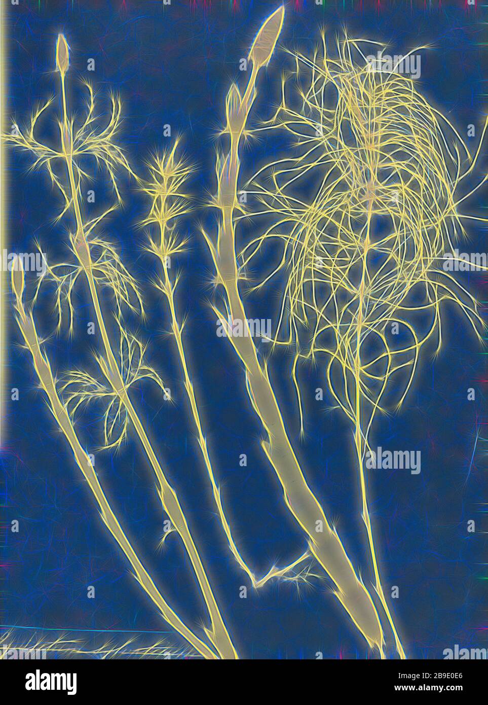 Equisetum silvaticum, Anna Atkins (British, 1799 - 1871), e Anne Dixon (British, 1799 - 1877), England, 1853, Cyanotype, 25,4 × 19,4 cm (10 × 7 5,8 in, Reimagined by Gibon, disegno di calore allegro di luminosità e di radianza di raggi di luce. Arte classica reinventata con un tocco moderno. La fotografia ispirata al futurismo, che abbraccia l'energia dinamica della tecnologia moderna, del movimento, della velocità e rivoluziona la cultura. Foto Stock
