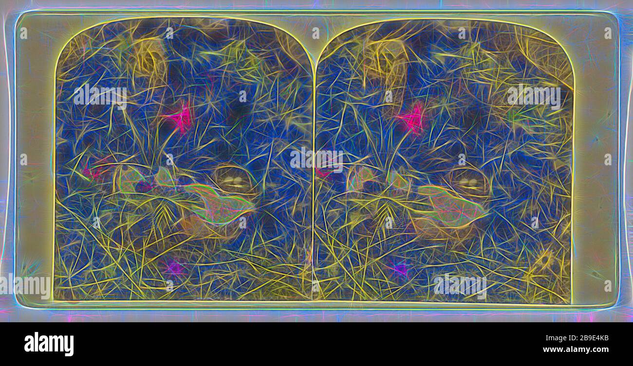 Nido d'uccello, circa 1865, stampa d'argento albume color mano Foto Stock