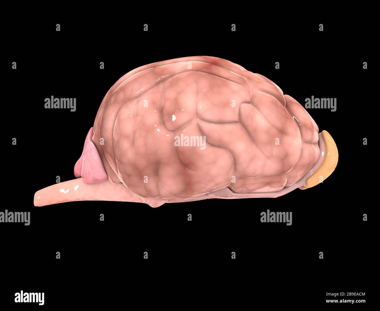 Illustrazione del cervello di un cane. Foto Stock