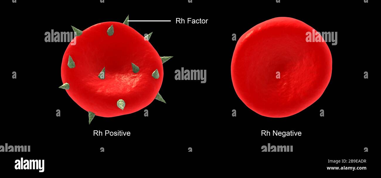 Illustrazione concettuale del fattore RH su un globuli rossi. Foto Stock