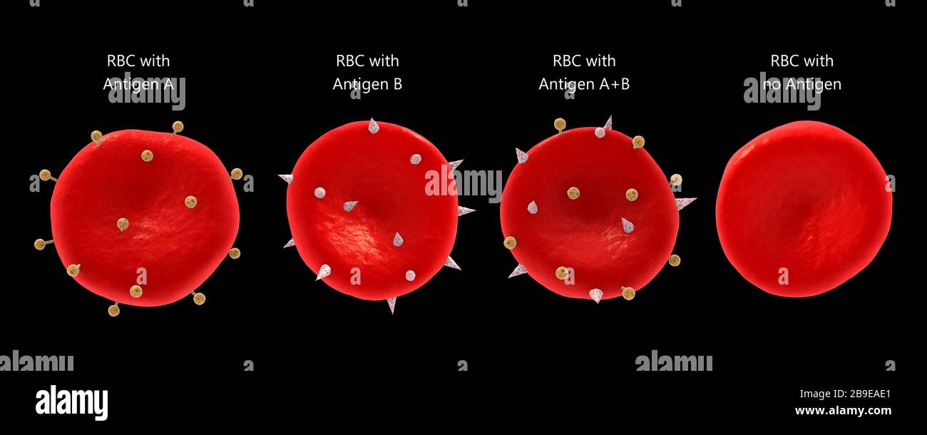 Antigeni dei gruppi sanguigni sulla membrana dei globuli rossi. Foto Stock