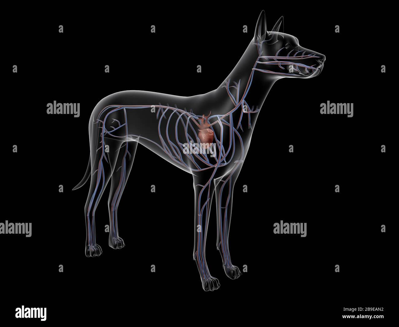 Sistema circolatorio di un cane, vista a raggi X. Foto Stock
