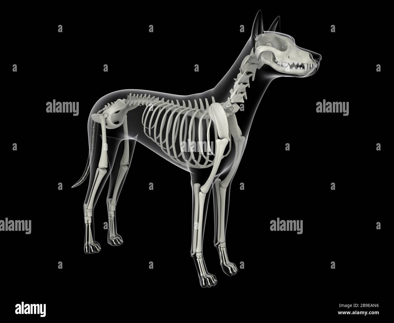 Sistema scheletrico di un cane, vista a raggi X. Foto Stock