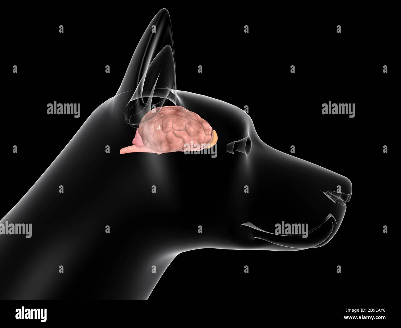 Cervello di un cane, vista laterale. Foto Stock