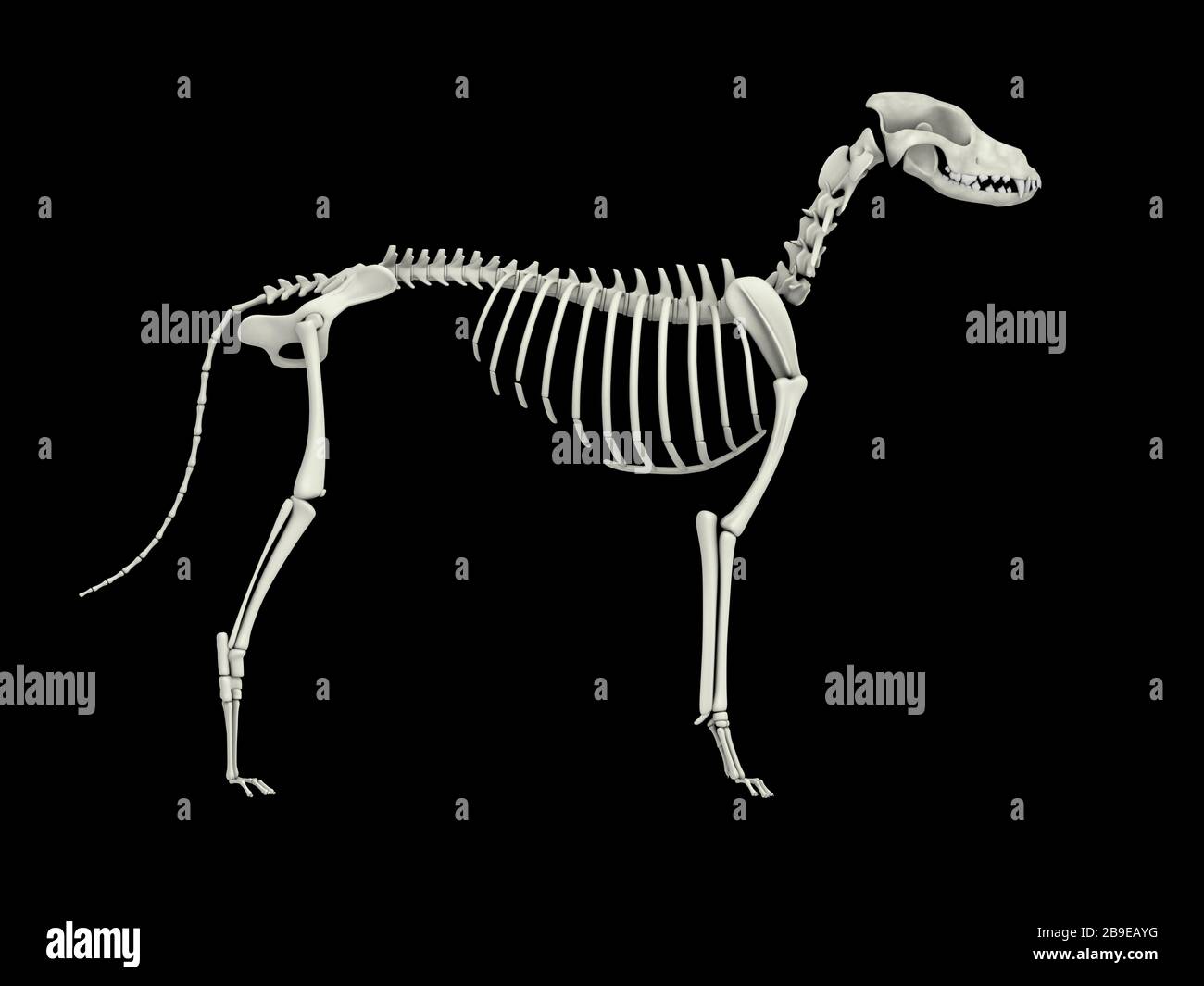 Sistema scheletrico di un cane, vista laterale. Foto Stock