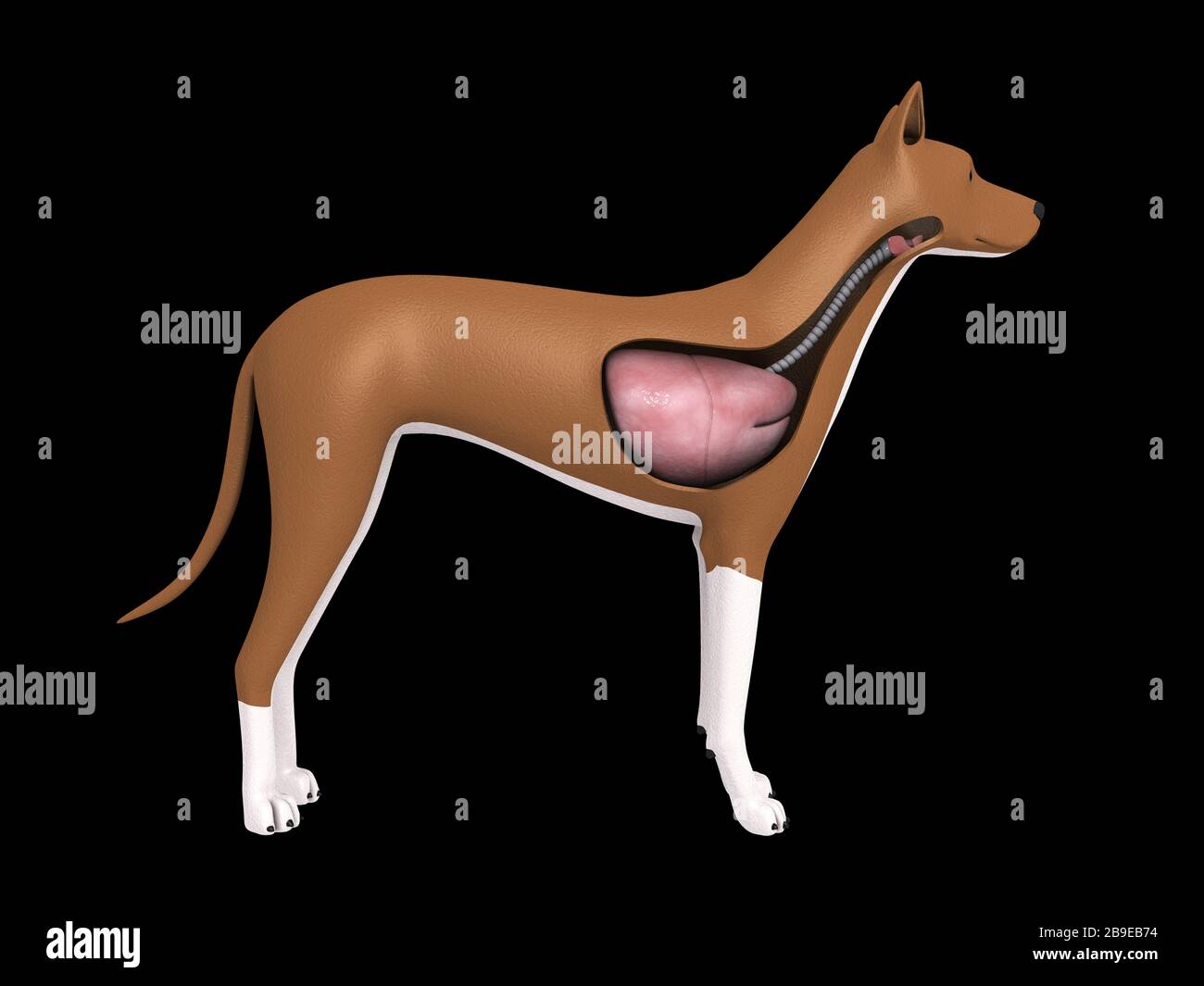 Apparato respiratorio di un cane. Foto Stock