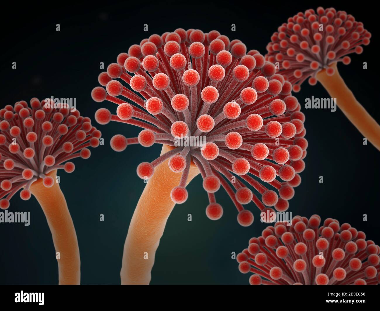 Immagine concettuale della malattia da aspergillosi. Foto Stock