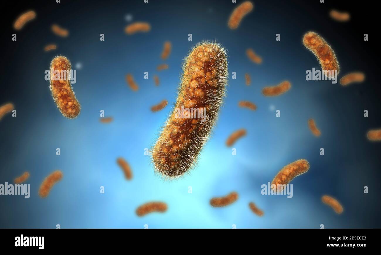 Immagine concettuale dei batteri Bacillus. Foto Stock