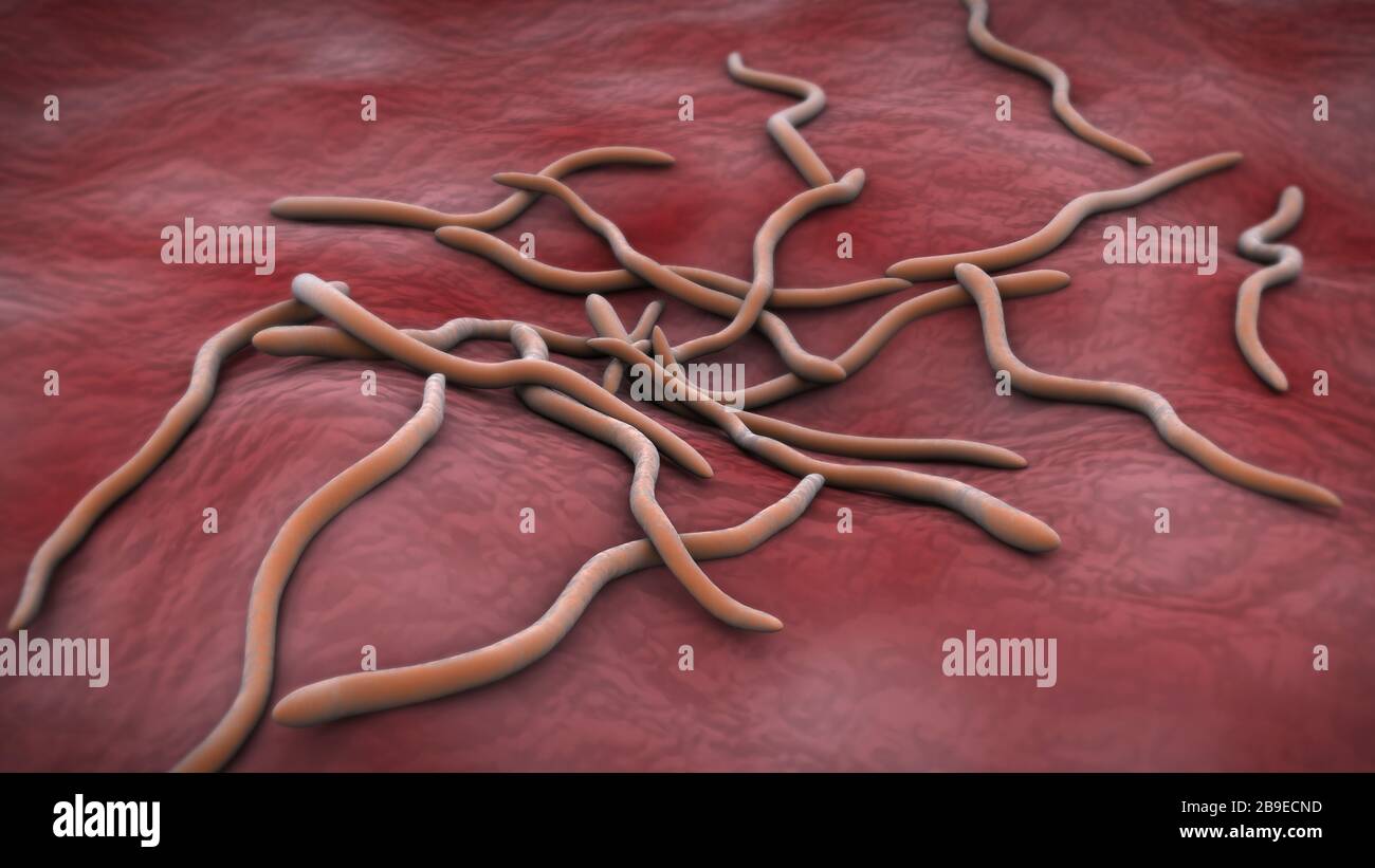 Immagine concettuale di Borrelia burgdorferi. Foto Stock