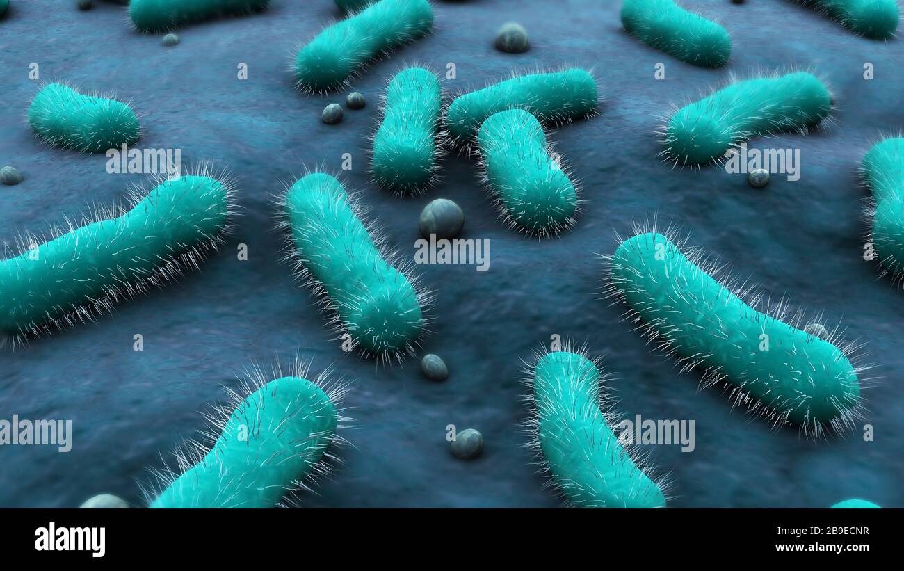Immagine concettuale dei batteri Bacillus. Foto Stock