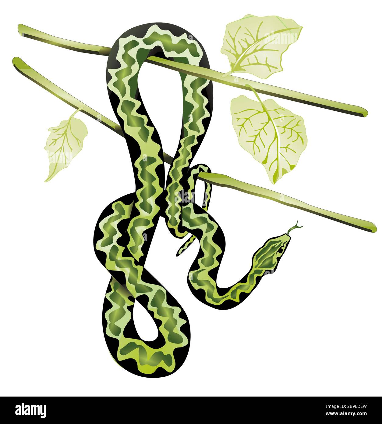 Serpente su un albero. Isolato su sfondo bianco. - illustrazione vettoriale Illustrazione Vettoriale