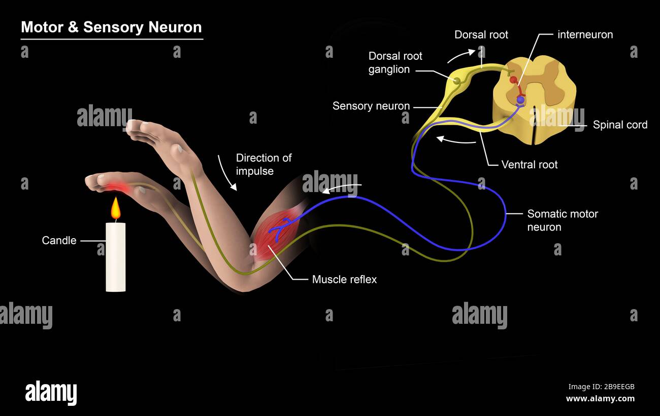 Illustrazione medica che mostra la struttura di un neurone motorio e di un neurone sensoriale. Foto Stock