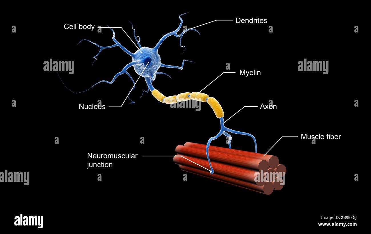 Illustrazione medica che mostra la struttura di un neurone motore. Foto Stock