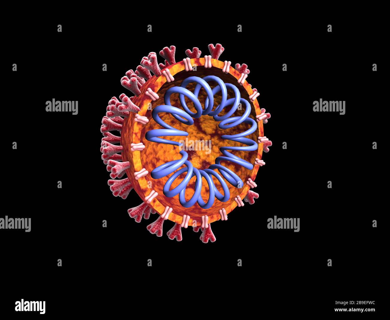 Sezione trasversale del coronavirus COVID-19. Foto Stock