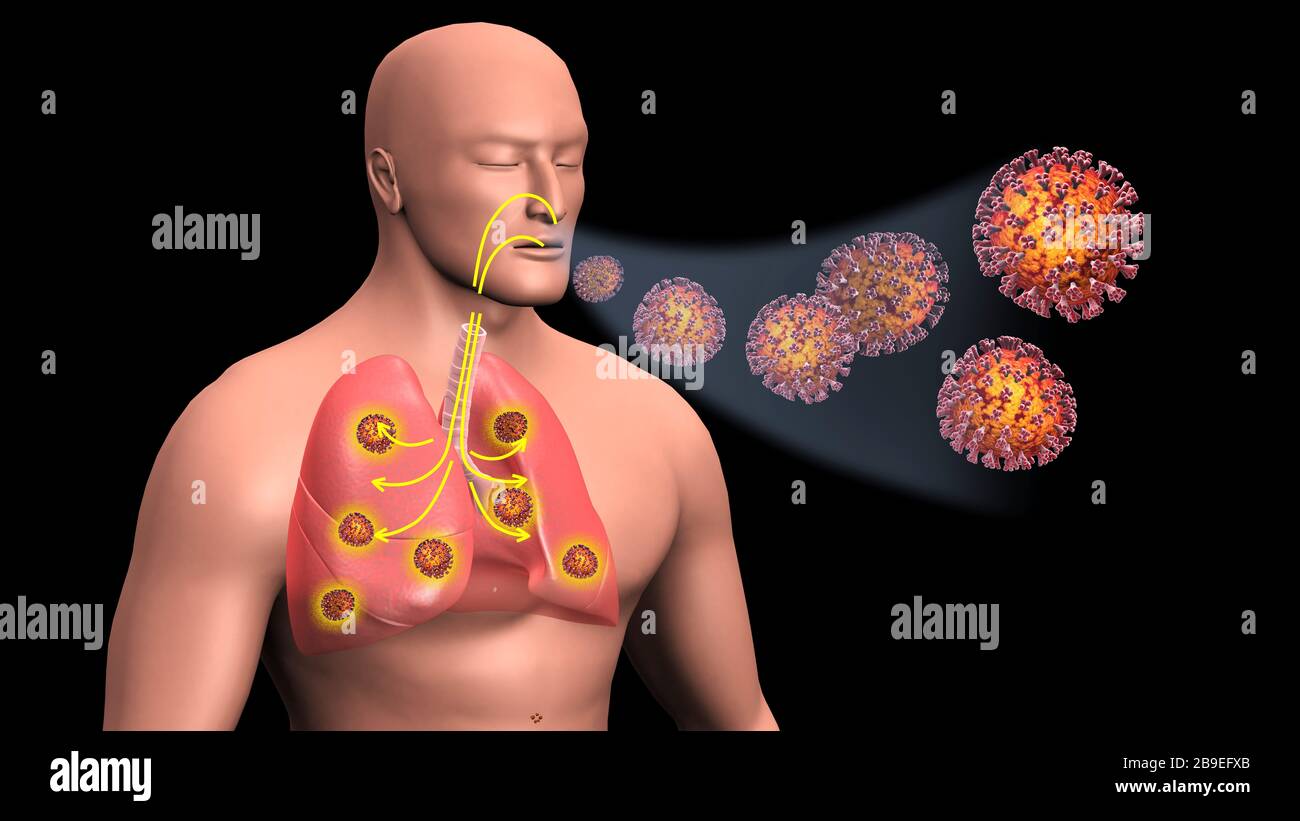 Coronavirus COVID-19 che entra nei polmoni. Foto Stock