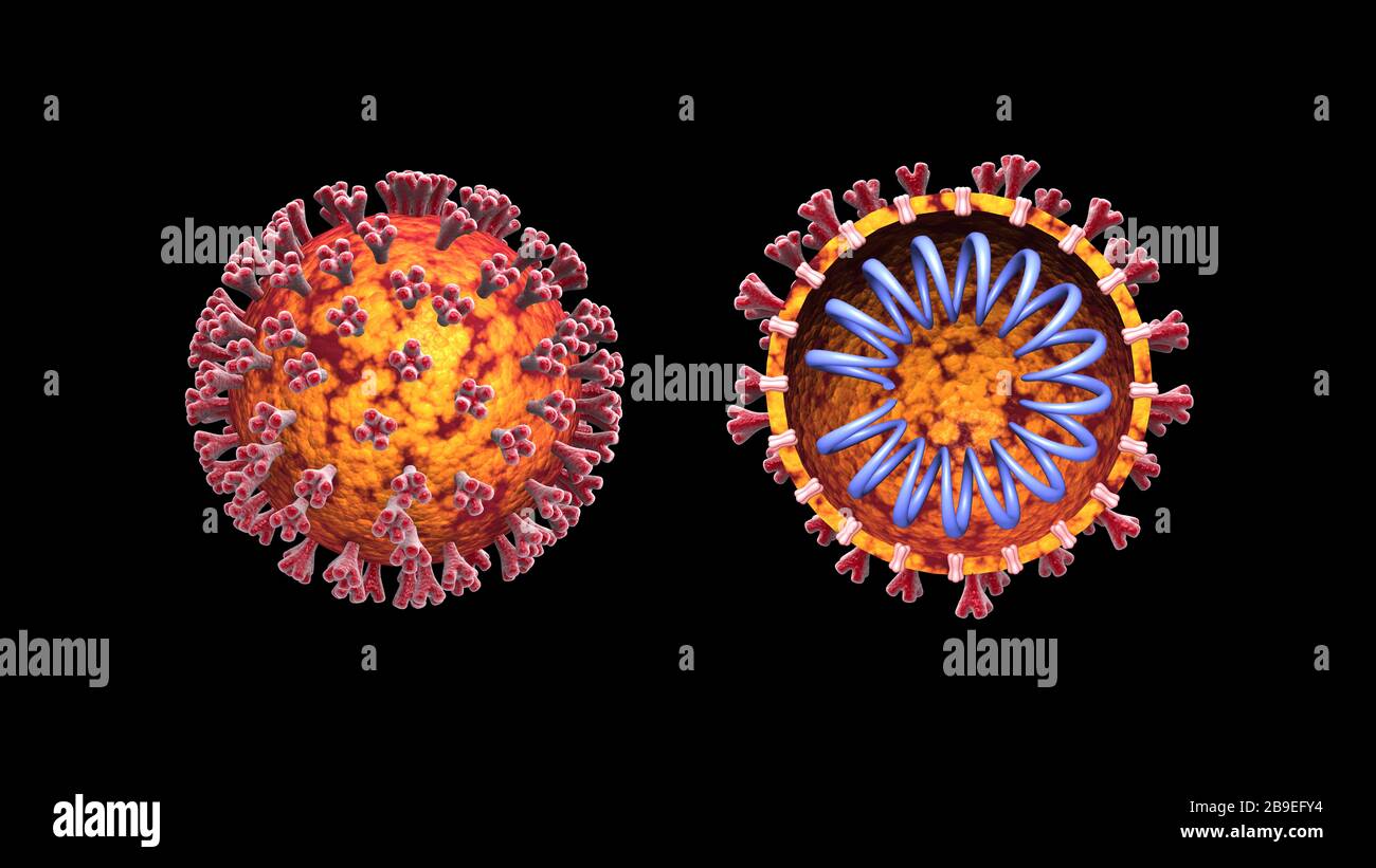 Illustrazione 3D del coronavirus COVID-19 con vista in sezione. Foto Stock