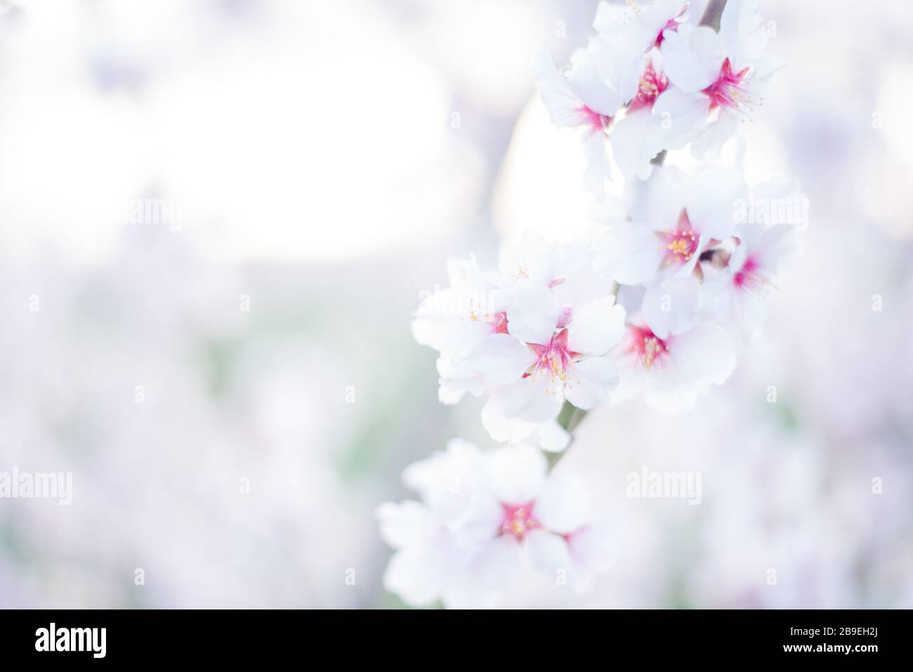 Blühende Obstbäume im Frühling Foto Stock