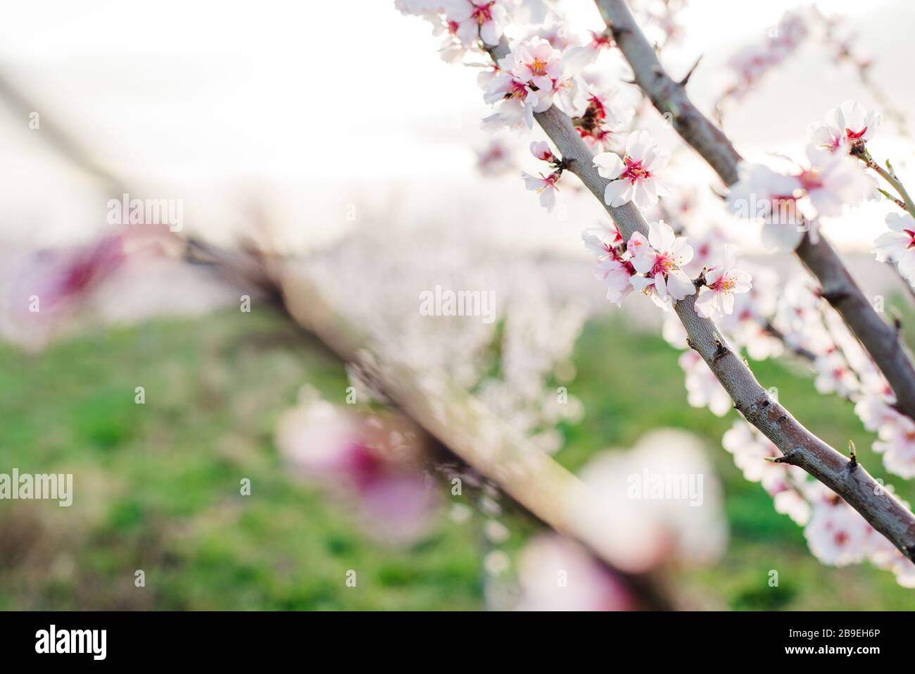 Blühende Obstbäume im Frühling Foto Stock