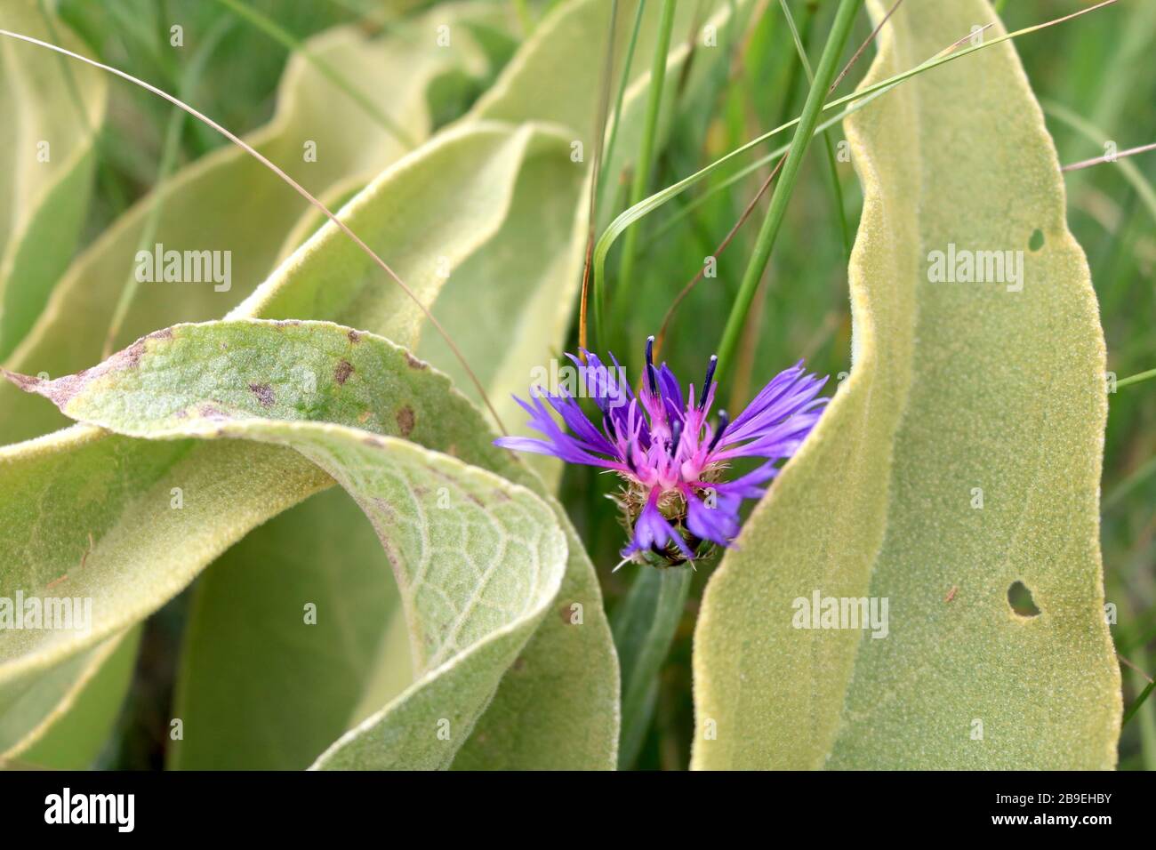 Fiori e piccoli animali di montagna Foto Stock