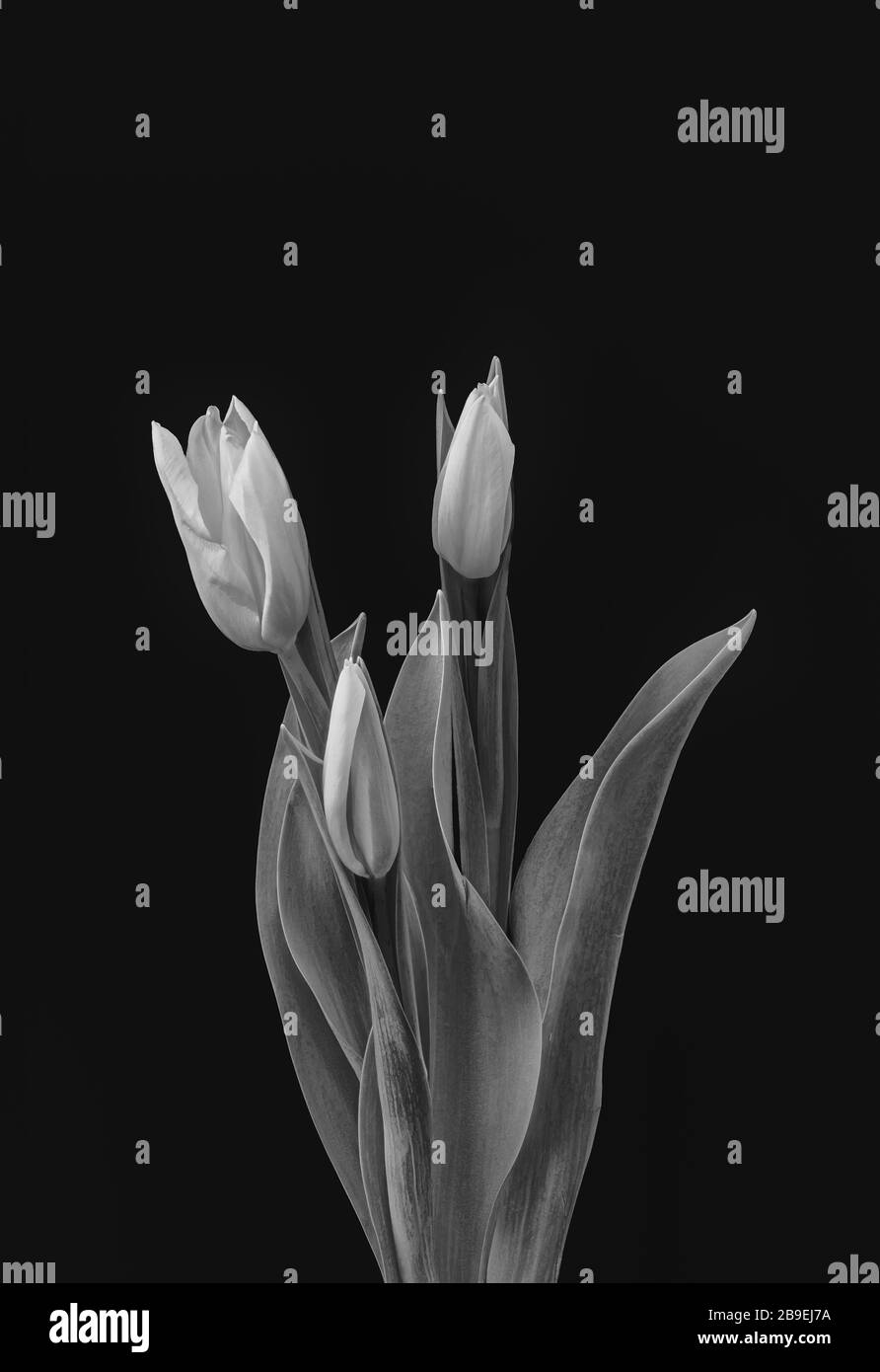 bouquet monocromatico di tre tulipani giovani, macro stile pittura vintage su sfondo nero in stile pittura vintage Foto Stock