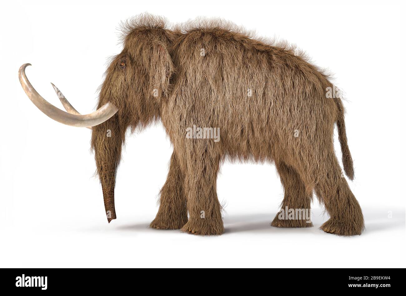 Illustrazione 3D di mammut lanoso su sfondo bianco. Foto Stock