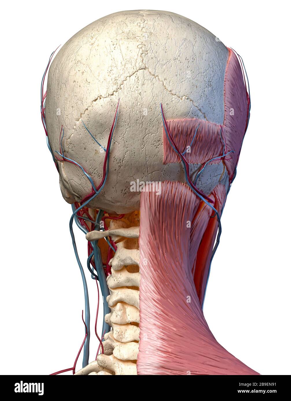 Vista posteriore della testa con cranio, vasi sanguigni e muscoli, sfondo bianco. Foto Stock