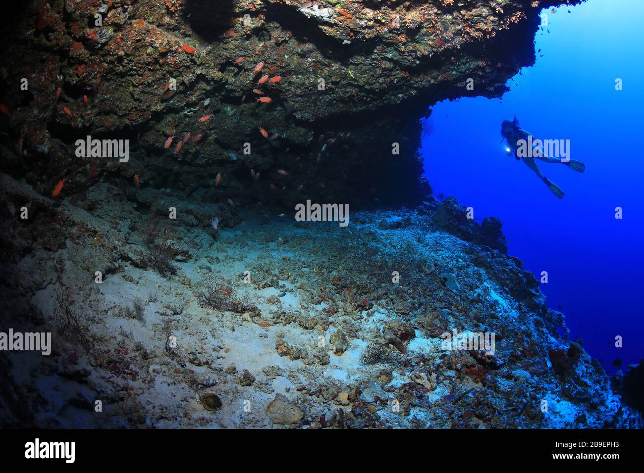 Il subacqueo femminile esplora la bellissima barriera corallina sottomarina nell'Oceano Indiano Foto Stock