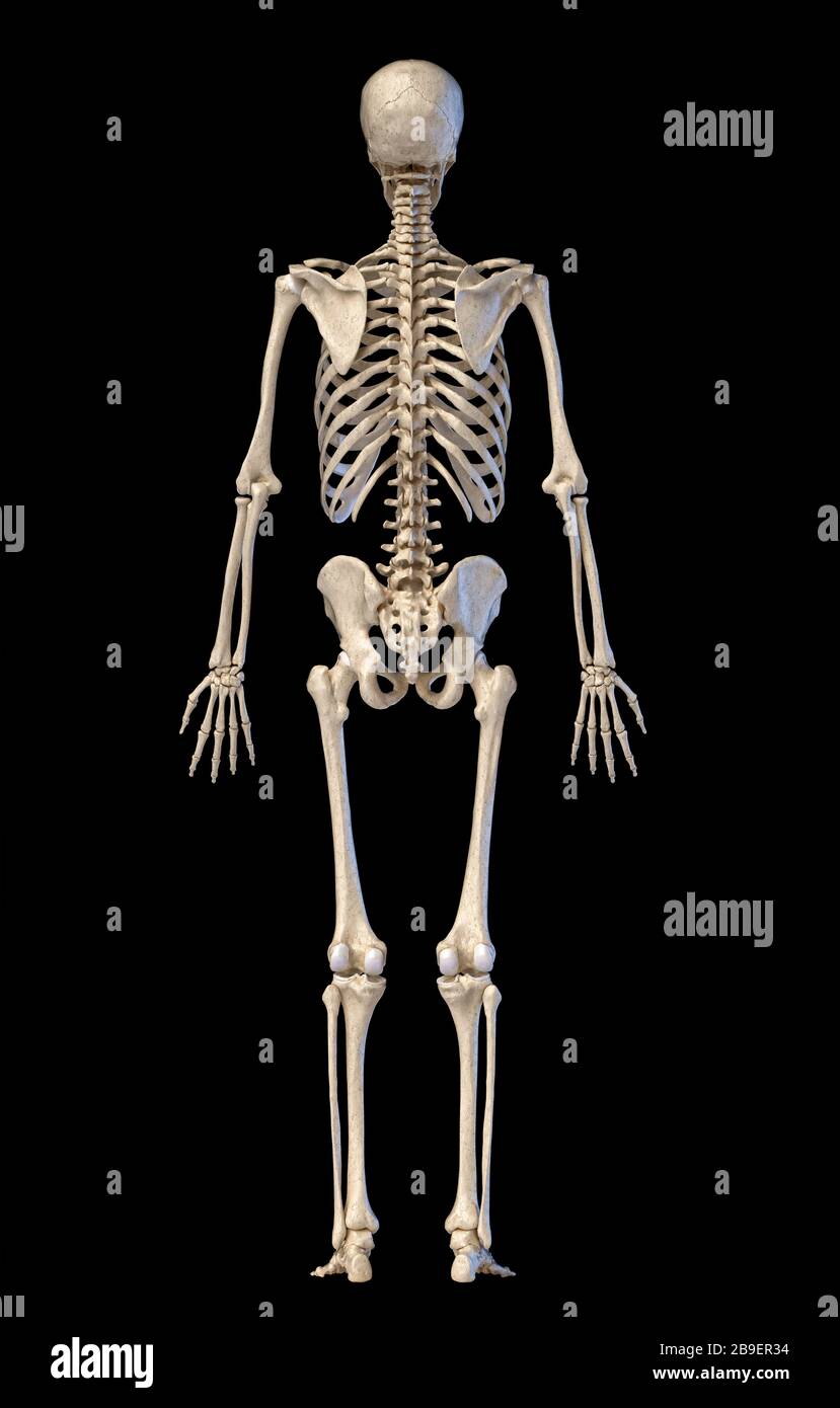 Scheletro umano, figura intera in piedi, vista posteriore su sfondo nero. Foto Stock