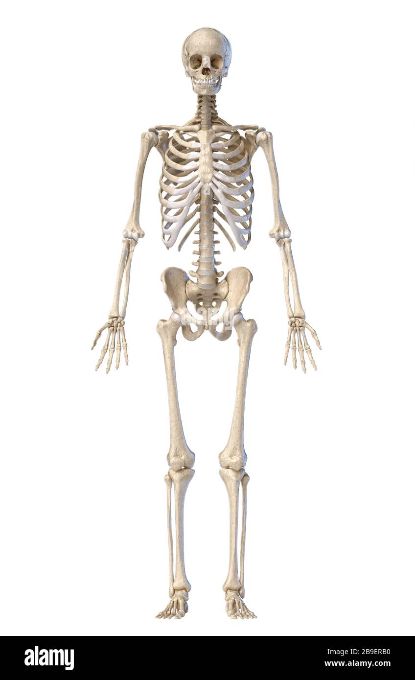 Scheletro umano, figura intera in piedi, vista frontale su sfondo bianco. Foto Stock