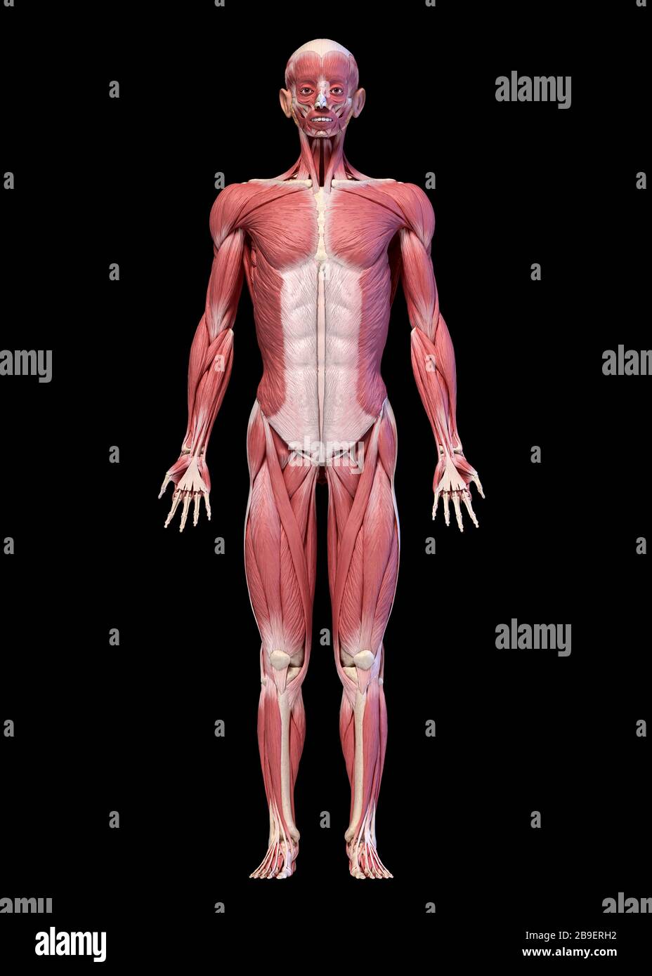Sistema muscolare maschile corpo intero, vista frontale, sfondo nero. Foto Stock