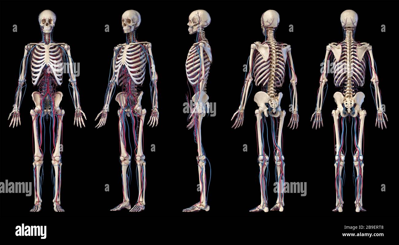 Prospettive multiple dei sistemi scheletrici e cardiovascolari umani, su sfondo nero. Foto Stock