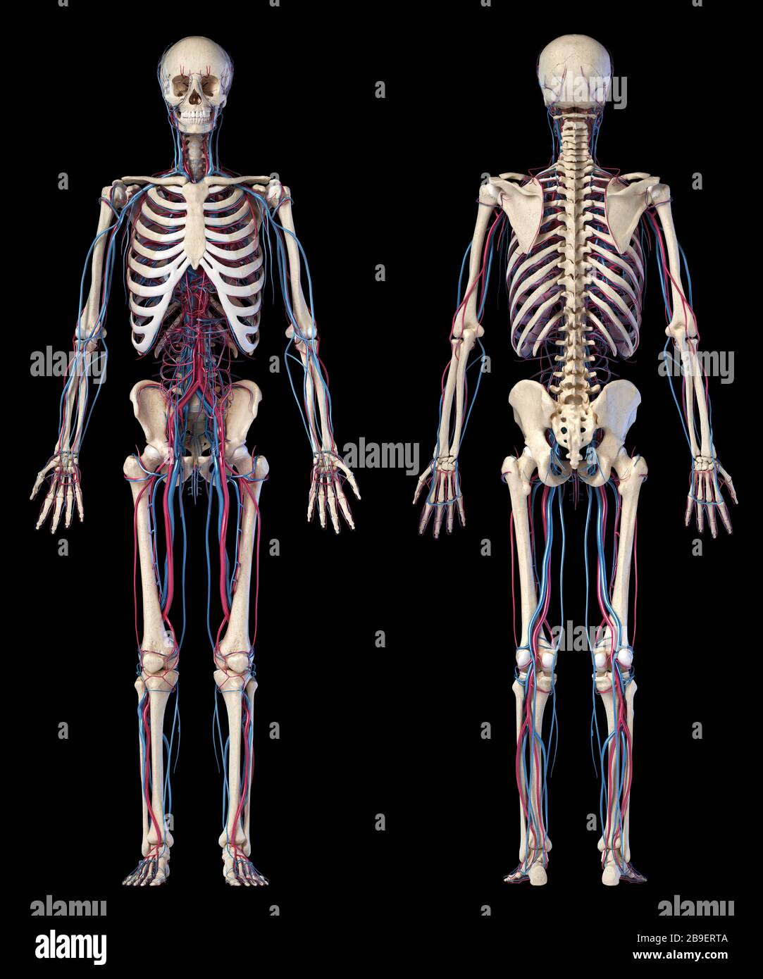 Anatomia dello scheletro umano con vene e arterie, su sfondo nero. Foto Stock