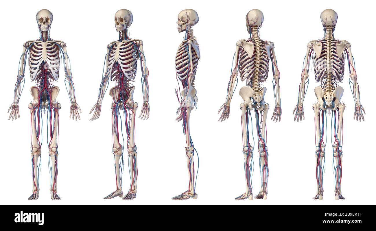 Prospettive multiple dei sistemi scheletrici e cardiovascolari umani, su sfondo bianco. Foto Stock