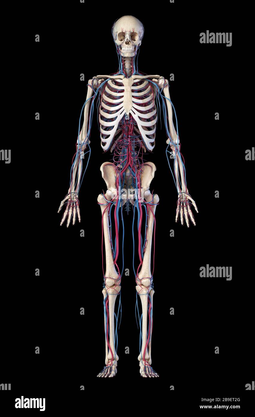 Anatomia dello scheletro umano con vene e arterie. Vista frontale su sfondo nero. Foto Stock