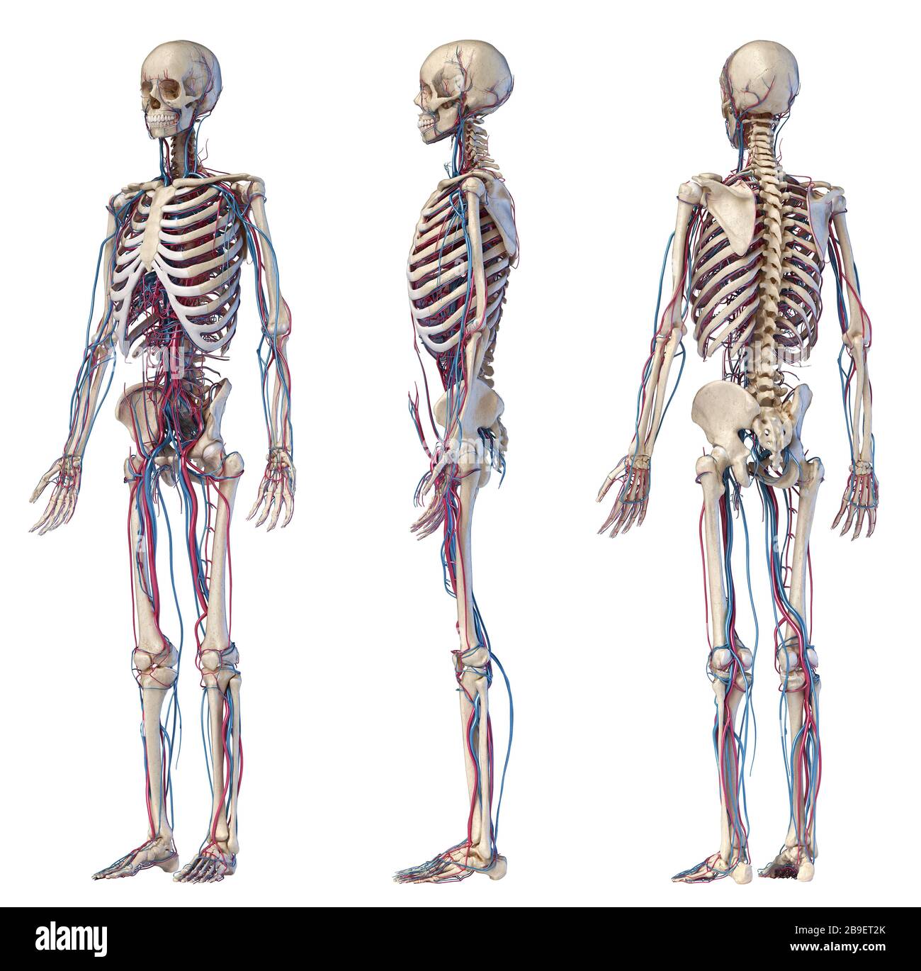 Anatomia dello scheletro umano con vene e arterie. Angoli multipli su sfondo bianco. Foto Stock