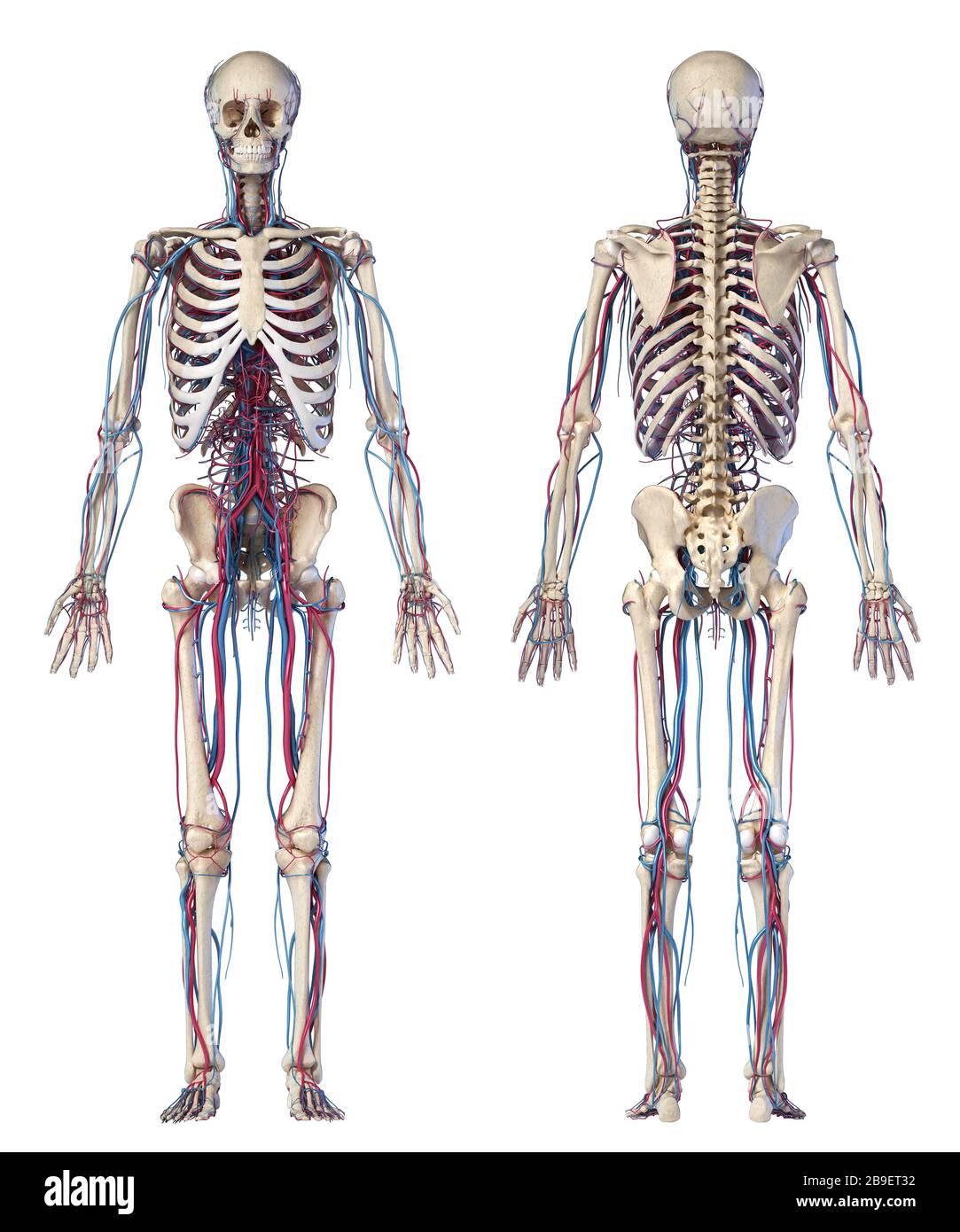 Anatomia dello scheletro umano con vene e arterie, su sfondo bianco. Foto Stock