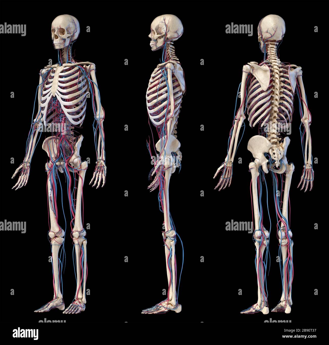 Anatomia dello scheletro umano con vene e arterie. Angoli multipli su sfondo nero. Foto Stock