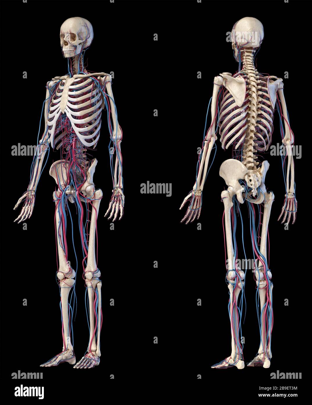 Anatomia dello scheletro umano con vene e arterie, su sfondo nero. Foto Stock