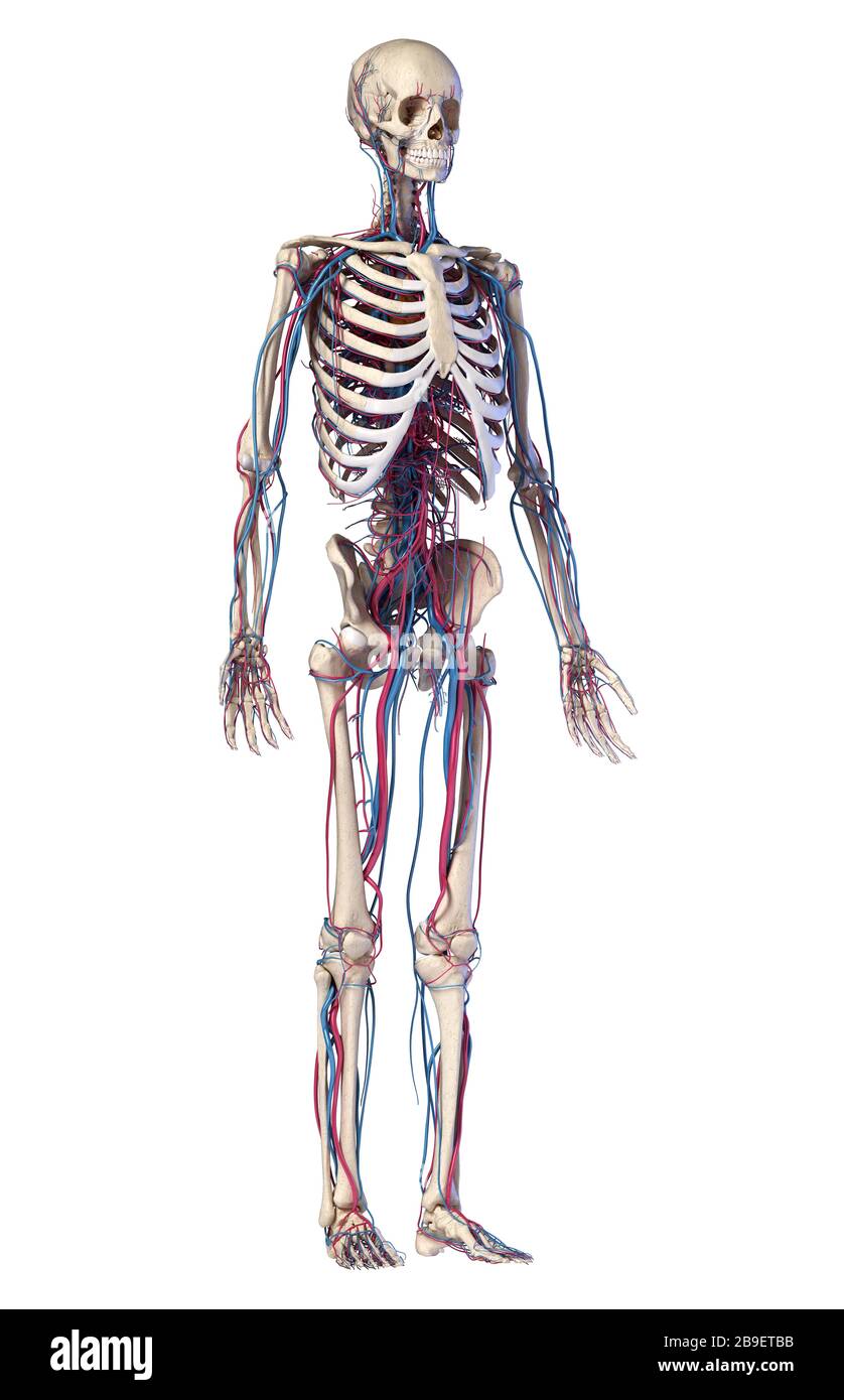 Scheletro umano con vene e arterie. Vista frontale in prospettiva su sfondo bianco. Foto Stock
